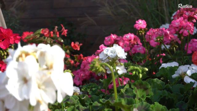 Prolonger la floraison des géraniums смотреть онлайн