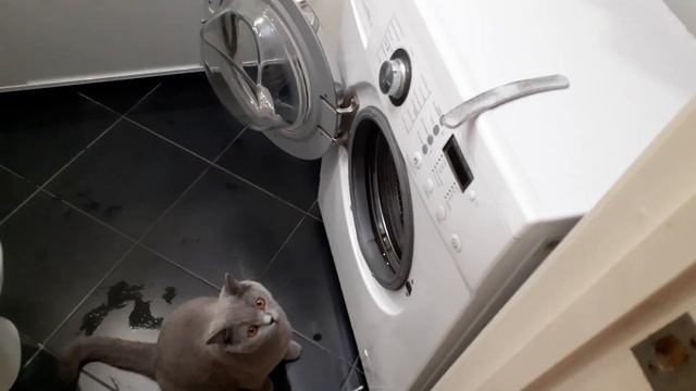 Кот помошник. смотреть онлайн