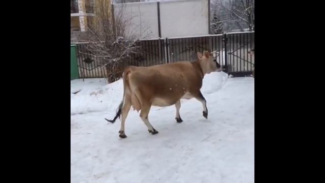Джерсейские коровы на зимней прогулке смотреть онлайн
