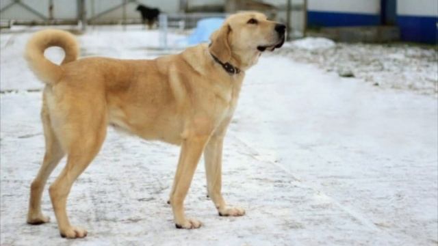 В лесу грибники нашли обессиленную собаку и 8 щенят. Они умоляли о помощи! смотреть онлайн