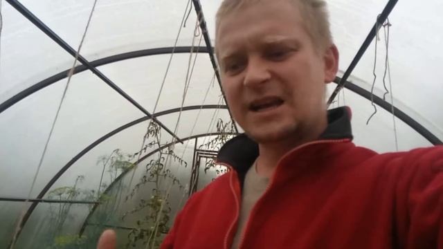 ленивые помидоры без полива 2019 смотреть онлайн