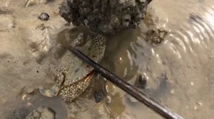 Самые опасные и ядовитые (токсичные) крабы в мире, а также способные на нападение