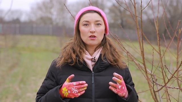 Основні Принципи Обрізки Плодових Дерев: Абрикос і Персик. смотреть онлайн