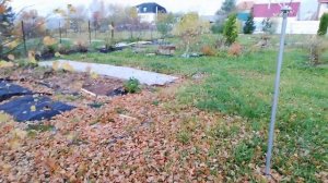 Надо обрезать березу