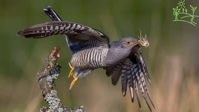 Голоса птиц Как поёт Кукушка щетинистая (Cacomantis) смотреть онлайн