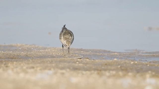 Тулес смотреть онлайн