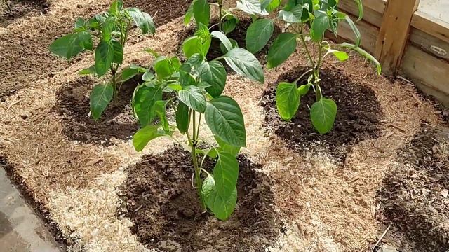 Высадка рассады болгарского перца в теплицу. 23мая! Привет из Сибири! смотреть онлайн