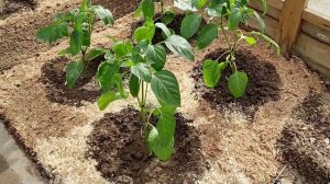 Высадка рассады болгарского перца в теплицу. 23мая! Привет из Сибири!