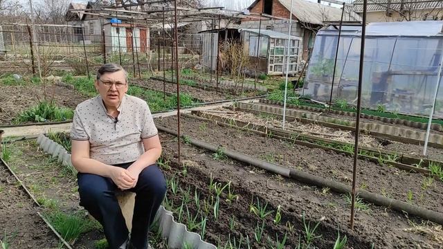 Важная подкормка озимого чеснока весной. смотреть онлайн