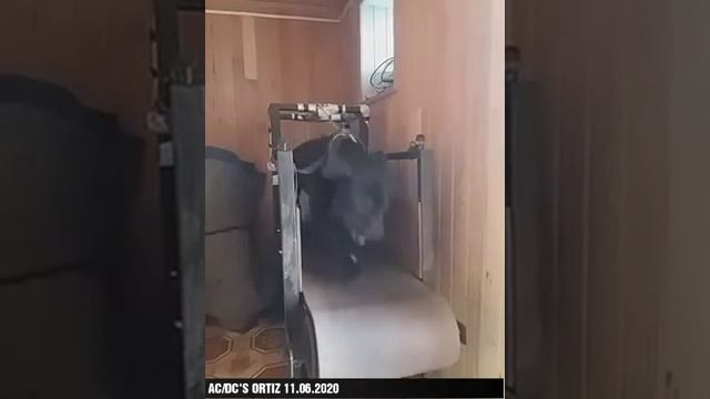 Заведи себе питбуля! Эта порода собак никого не оставит равнодушным! смотреть онлайн