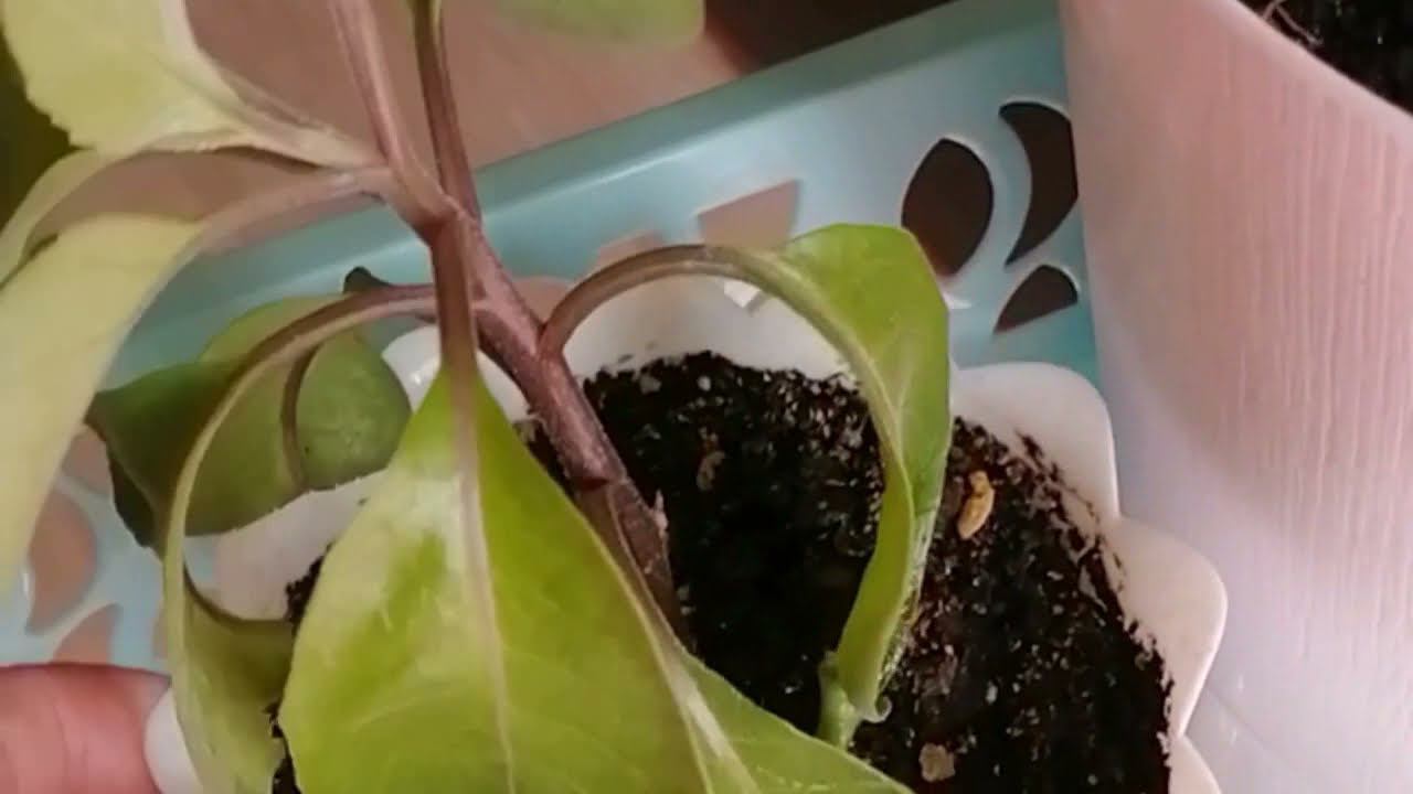 Джинура- «Лекарство от 100 болезней»…