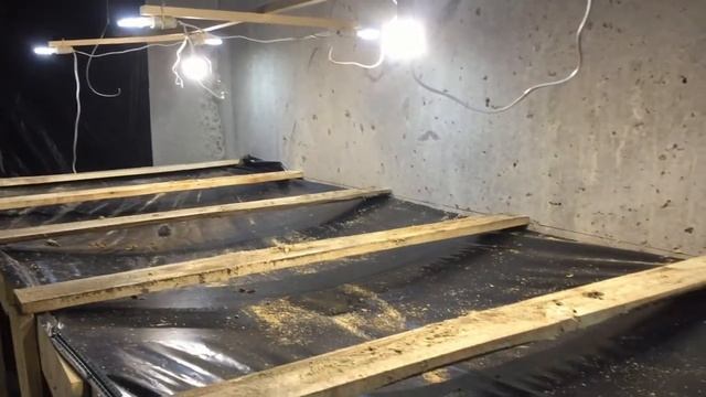 Выгонка тюльпанов, освещение