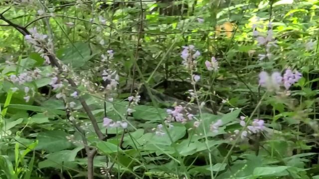Desmodium Gangeticum | Summer Flower | Wild