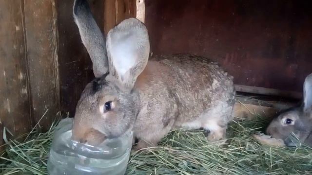 Покупка Фландера смотреть онлайн