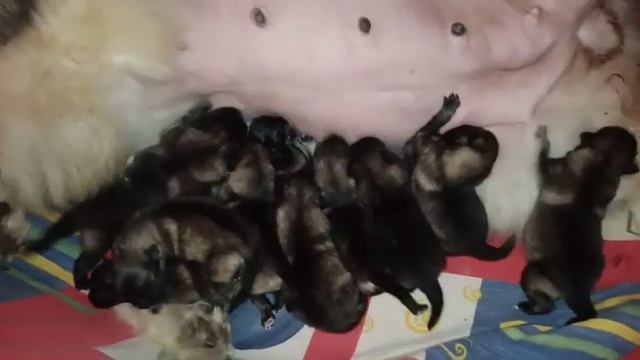 Дэдди Лайн Фламенко "Маня" со щенками. Щенки родились 13.08.2022. смотреть онлайн