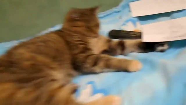 Кошка Ромашка играет с одеялом смотреть онлайн