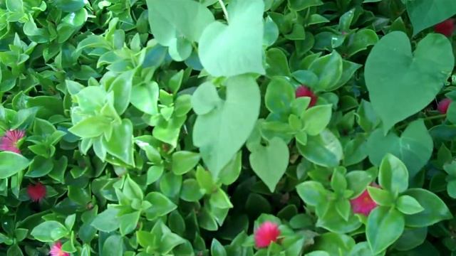 Out of Control Morning Glories - 06/10/12 смотреть онлайн