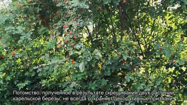 Почему у ствола карельской березы нет годовых колец смотреть онлайн