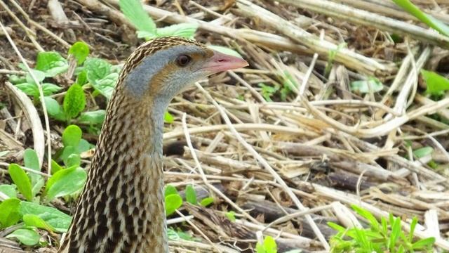 МОЙ КОРОСТЕЛЬ смотреть онлайн