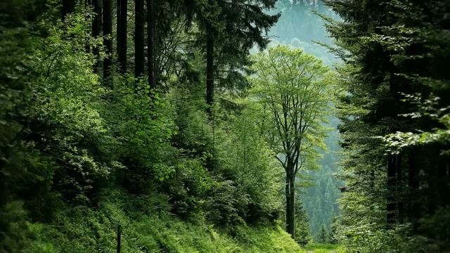 После ДТП с Тамарой стали происходить странные вещи. Она стала видеть и слышать то, что не могли... смотреть онлайн