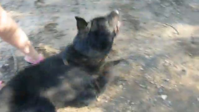 Две немецкие овчарки смотреть онлайн