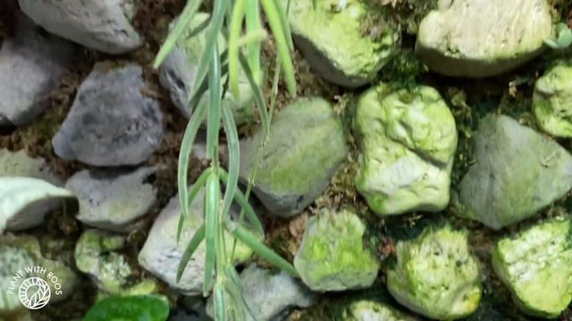 Chores in the big terrarium | Plant with Roos смотреть онлайн