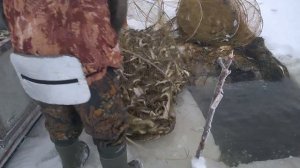 Осмотр мереж, Белое море, промышленный вылов наваги