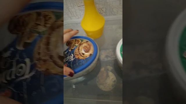 Улиточки караколусы и ахатины