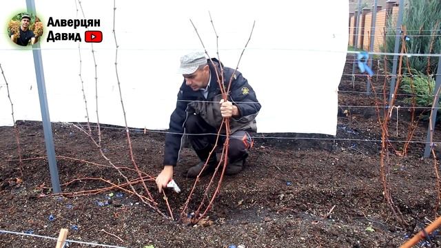 Обрезка и формировка технических сортов винограда? смотреть онлайн