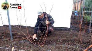 Обрезка и формировка технических сортов винограда?