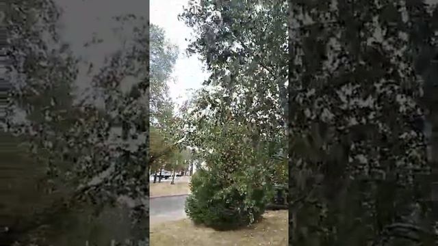 Мужской осенний стих | прикол смотреть онлайн