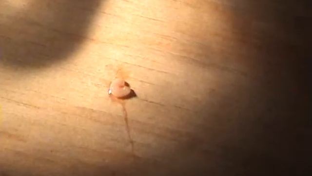 паразит на кухне.avi смотреть онлайн