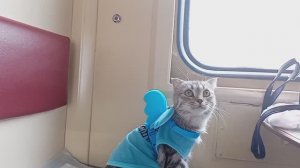 Видео 18.😻 Первая дальняя поездка у Бусинки! 😁