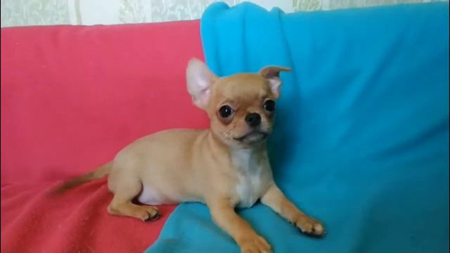 Очень красивый рыжий мальчик чихуахуа смотреть онлайн