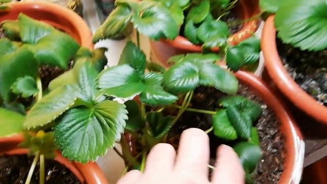 Выращивание дома ремонтантная клубника земляника strawberry на окне 23.03.19. Большие вкусные ягоды смотреть онлайн