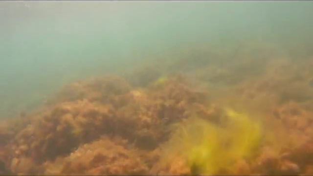 подводная съемка смотреть онлайн