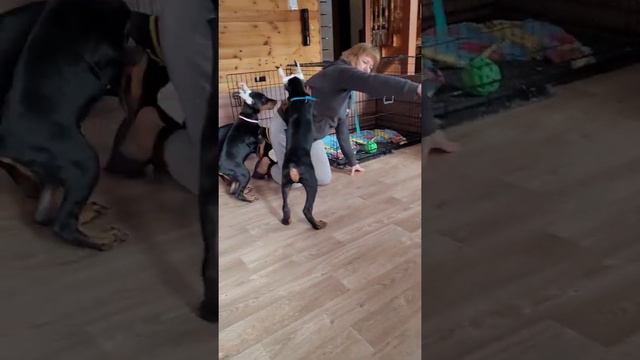 Хан 2 месяца смотреть онлайн