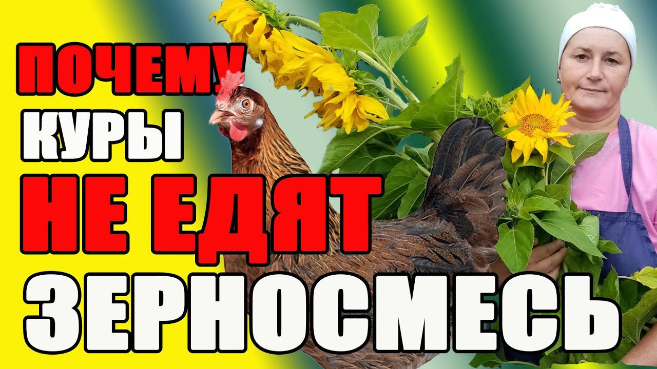 Почему куры НЕ ЕДЯТ зерносмесь? Как правильно приготовить зерносмесь. смотреть онлайн