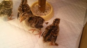 Индюшата Бронза широкогрудая....