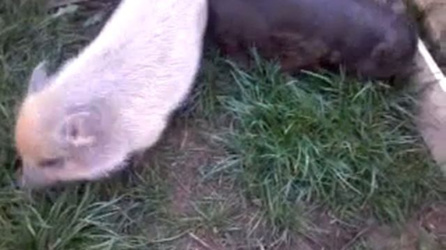 Минипиги майялино смотреть онлайн