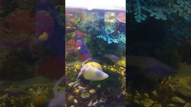 Ирес Ревю"Сказка про рыбку, которая научилась говорить " смотреть онлайн