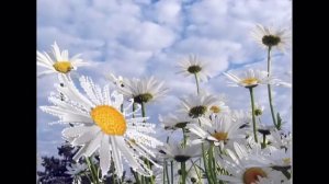 Иван Плешивцев - Ромашка белая.mp4