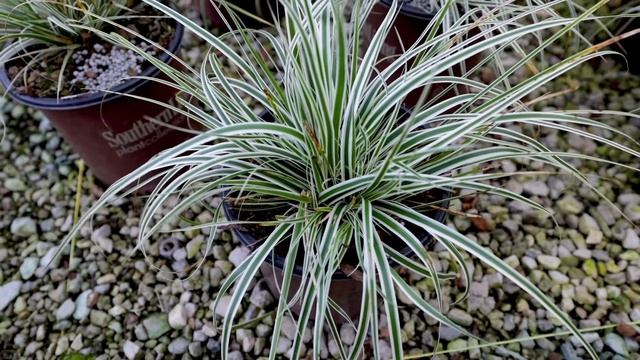 EverColor® Carex - Great choice to brighten a shade garden смотреть онлайн