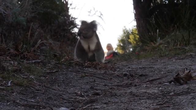 Коала - интересные факты