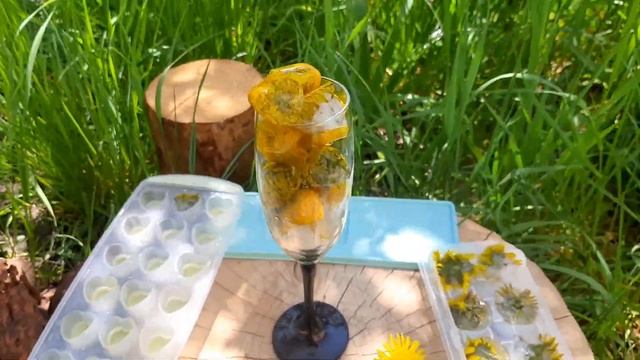 Что можно приготовить из одуванчика! Лед из одуванчика! Готовим лёд смотреть онлайн