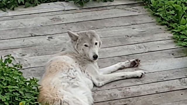 Разбудил волка в зоопарке 🐺 смотреть онлайн