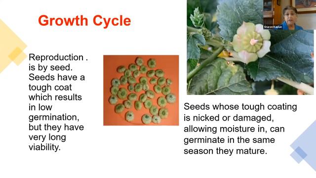 Master Gardeners: Common Mallow смотреть онлайн