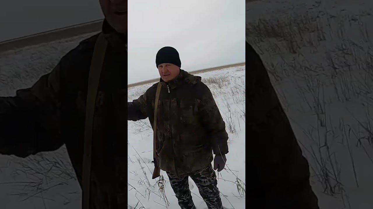 ОХОТА НА ЗАЙЦА В КАМЫШАХ, ДОБЫЛИ ОГРОМНОГО РУСАКА. Охота на зайца 2024 #охота #охотаназайца смотреть онлайн