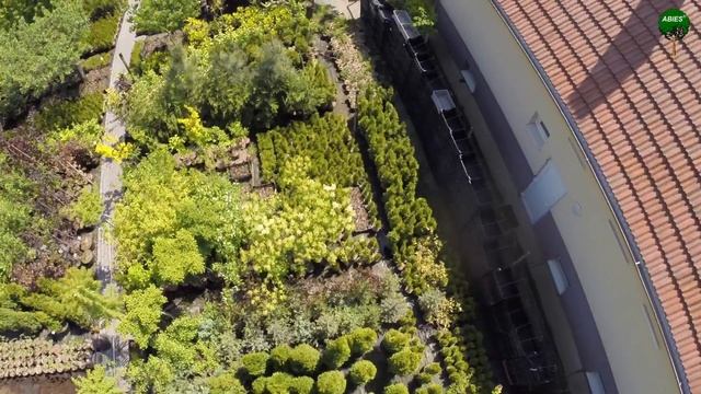 ABIES смотреть онлайн