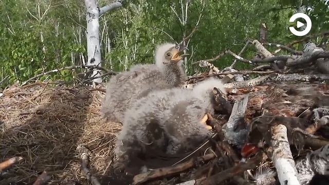 В Пензе обнаружили гнездо орлана-белохвоста смотреть онлайн